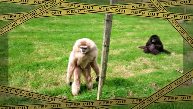 gibbon1-frame
