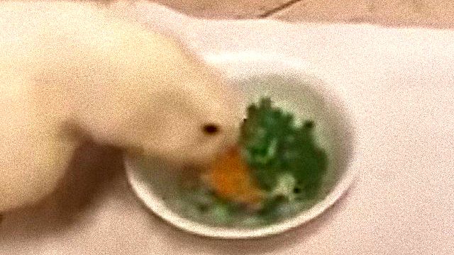 peas4_e