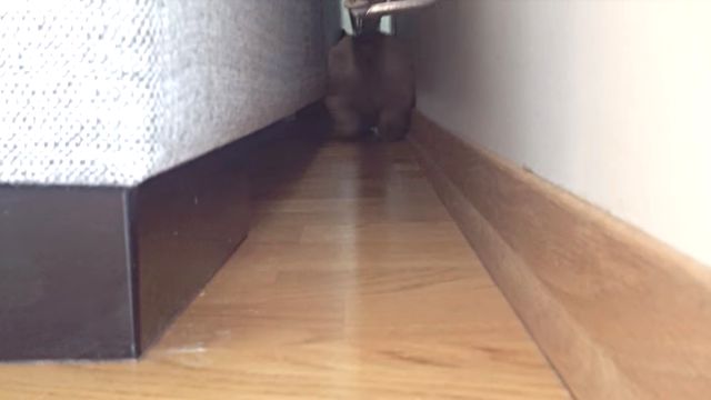 FBpuppy1