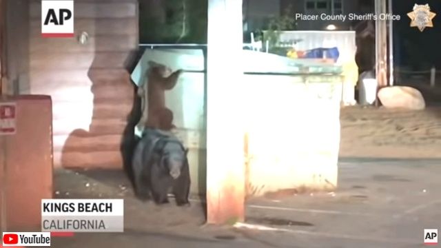 bearcubrescue1_640