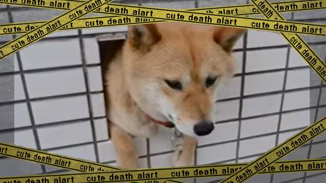 shibainu [www-frame