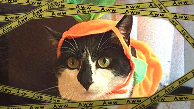 cats3a_e-frame