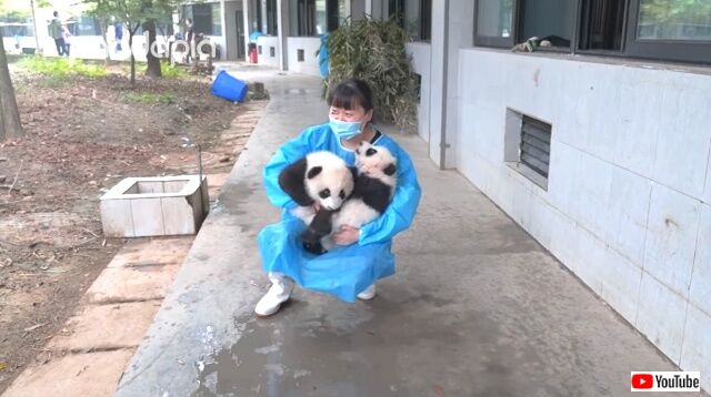 pandacollection2_640