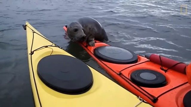 adorableseal7_e
