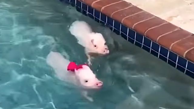 minipigs7