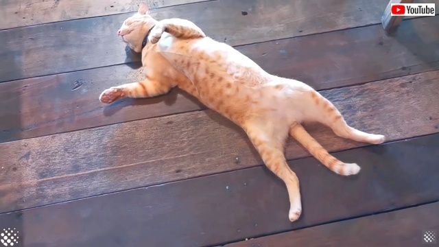 lazysleepingcat0_640