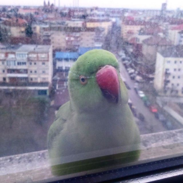 visitingwindows17_e