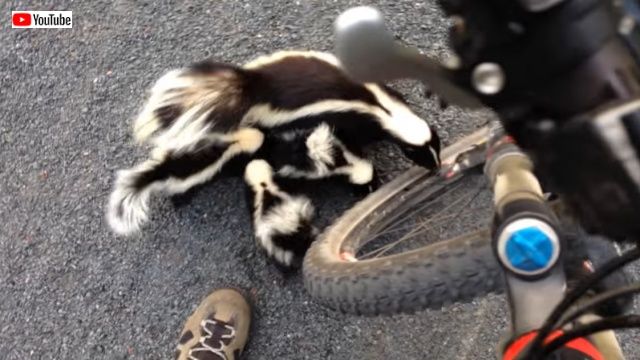 skunks3_batch