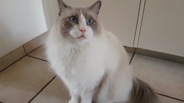 merlin0_e