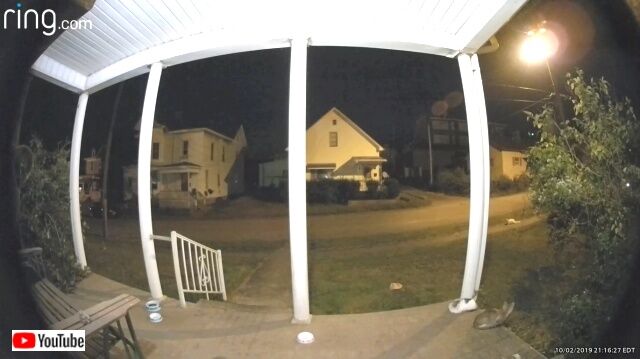 ghostcat1_640