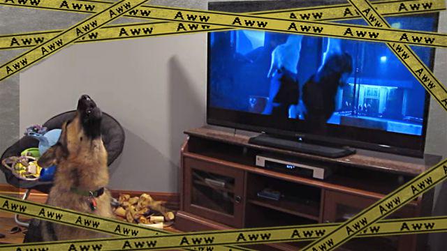 zootopia1-frame