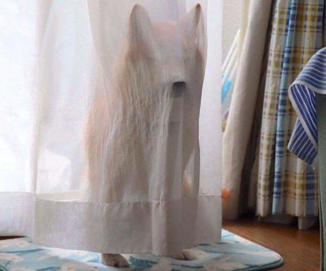 funny-shiba-inu-190-5af0152894999__700_e