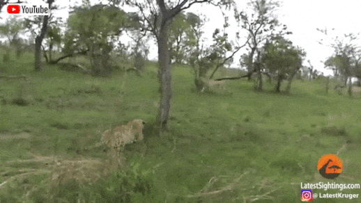 ヒョウがチーターにロックオン これぞ食うか食われるか サバンナで繰り広げられた肉食獣同士のバトル マランダー ヒョウがチーターにロックオン これぞ食うか食われるか サバンナで繰り広げられた肉食獣同士のバトル マランダー
