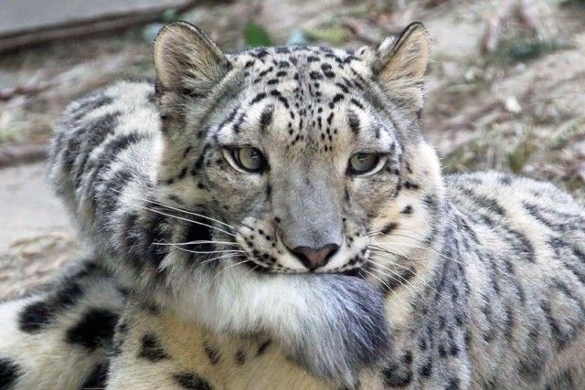 snowleopards3_e