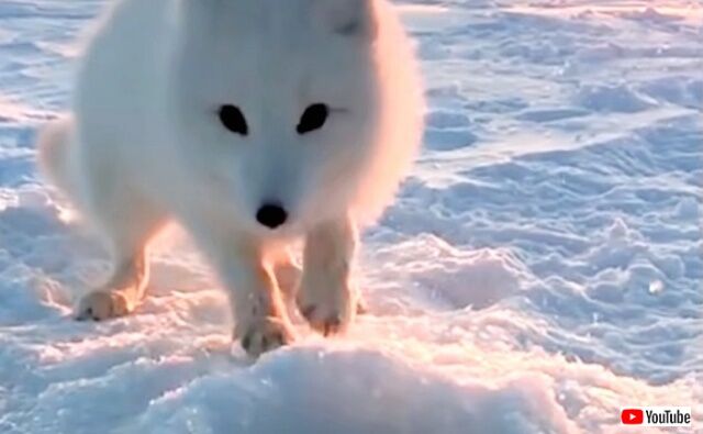 arcticfox5_640_640