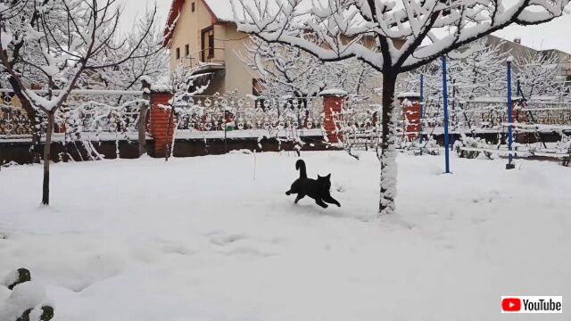snowcat2_640
