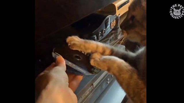 adorablecats8