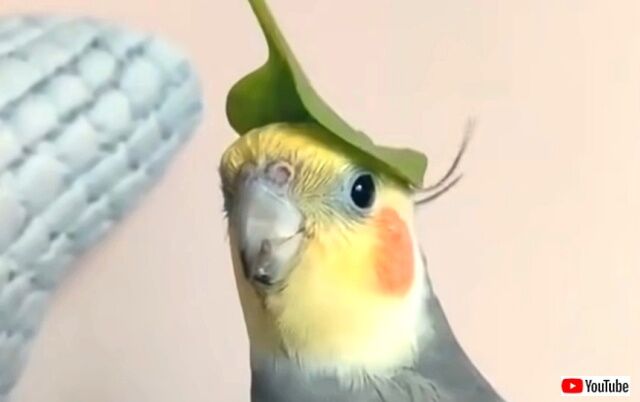 funnybirds6_640