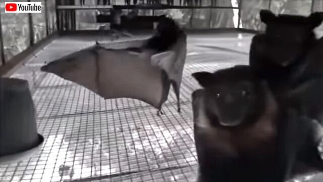 dancingbats1_640