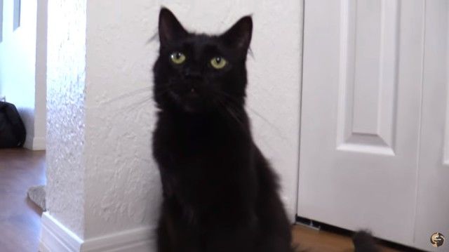 2newkittens6_e