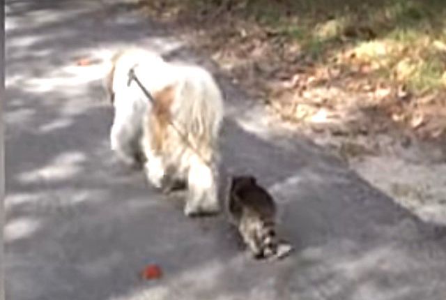 racoondog2