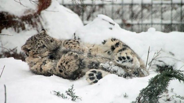 snowleopards6_e
