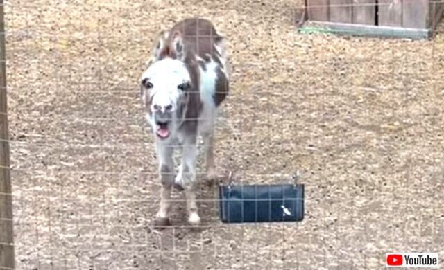donkeysings4_640