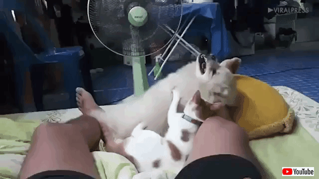 catgivesamassage