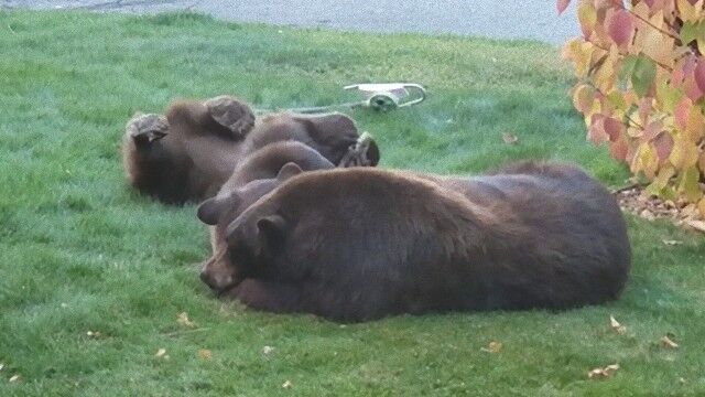 近所でクマの親子が昼寝をしているんだが…子熊を連れた母グマ、気持ちよさそうにお昼寝