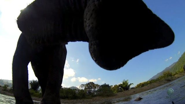 closeupelephant1_e