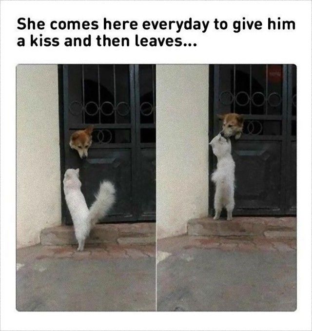 catndogcute12_e