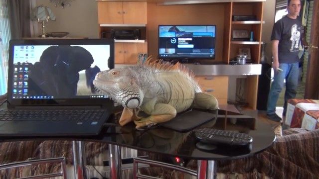 iguana5_e