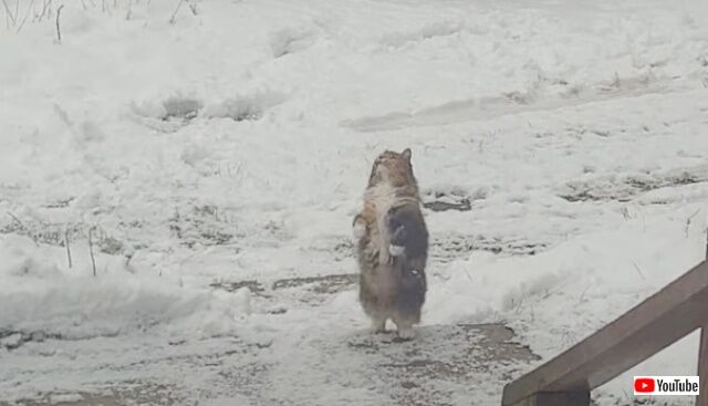 初雪を見た愛猫「ひらひらニャ！」と、舞い降りてくる雪をつかまえようとする