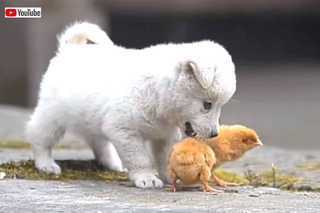 puppynchicks1_640