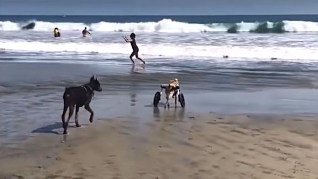 bestpets6w4-6