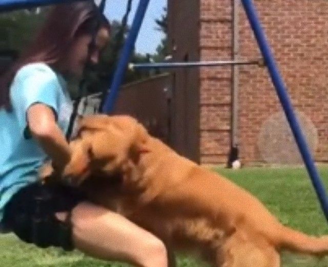 dogwantstoswing7_e
