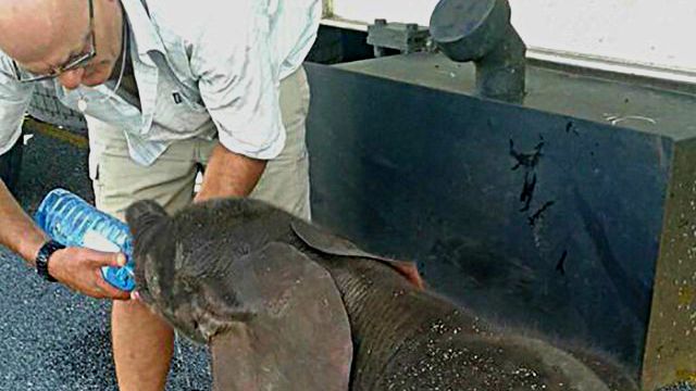 thirsty-baby-elephant-truck-drivers-give-water-botswana-1_ea
