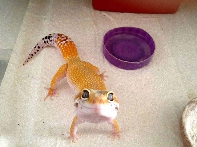 cute-reptiles-109__605_e