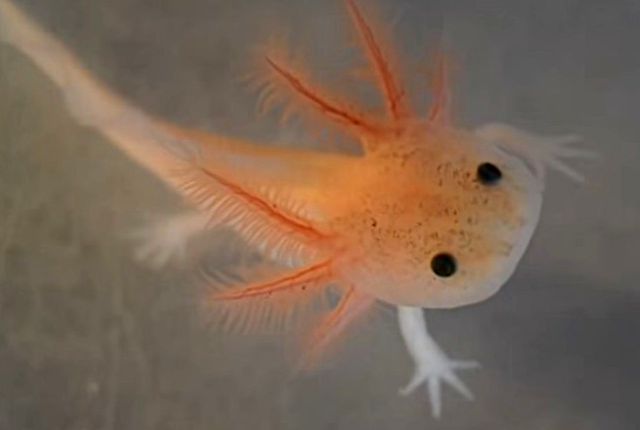 axolotlbaby2