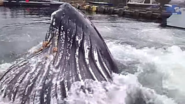 jumpingwhale5