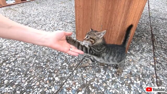 tabby1_640