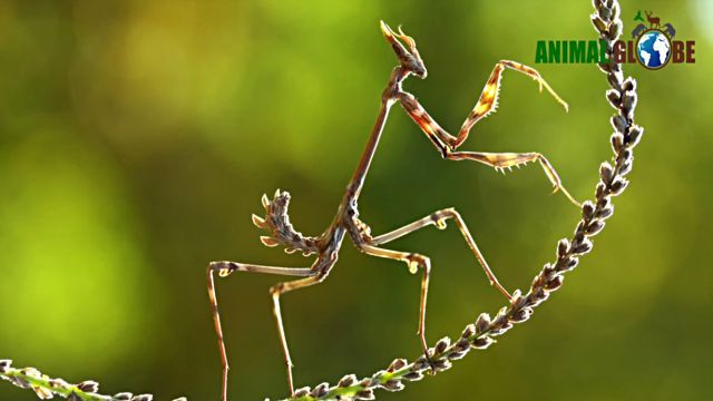 prayingmantis11