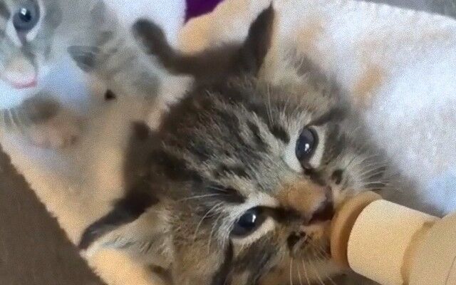 ミルクを飲む子猫、思わず耳をぴくぴくさせて飛び立ちそう。