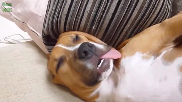 cutedogsnkitten6_e