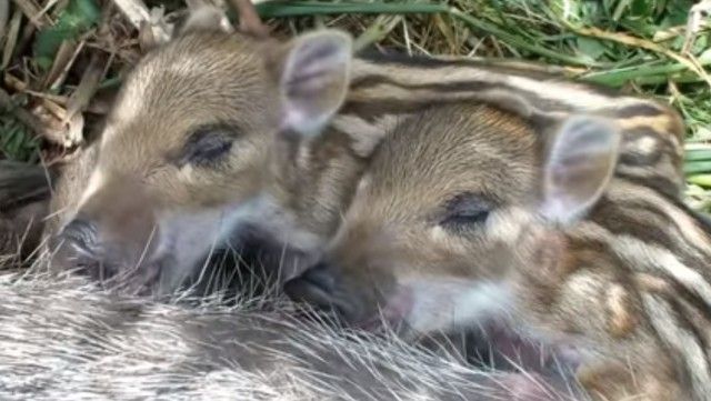 babyboar4_e