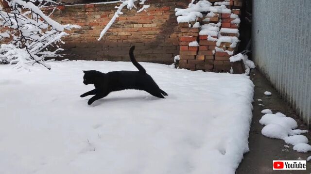 snowcat5_640
