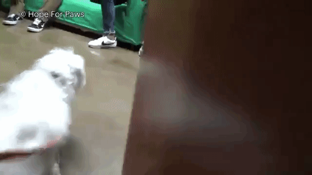saddog