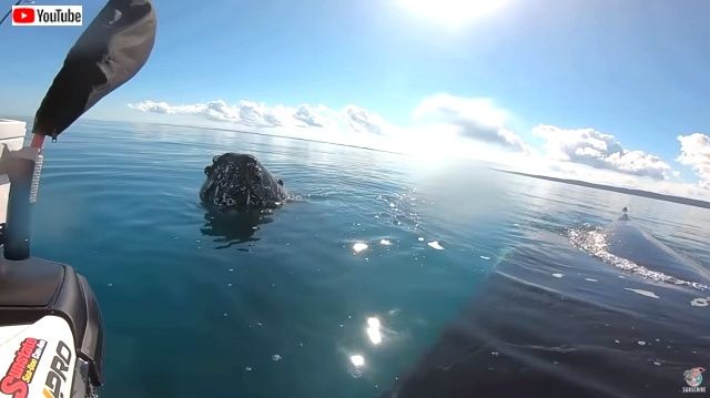 frendlywhales0_640
