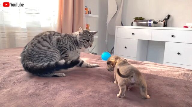 catnpuppies5_640