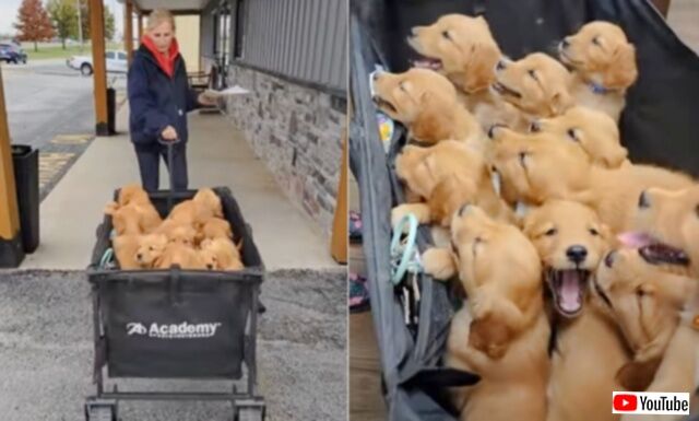 「みんな仲良く順番ね！」12匹のゴールデンの子犬たちが、まとめて健康診断にやって来た
